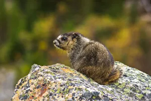 Hoary Marmot (Marmota caligata). Jasper National Park, Alberta, Canada Hoary Marmot (Marmota caligata). Jasper National Park, Alberta, Canada