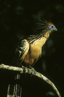 Hoatzin (Opisthocomus hoazin) Llanos, Venezuela Hoatzin (Opisthocomus hoazin) Llanos, Venezuela