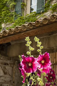 Hollyhocks flowers blooming in Provence region of Southern France Hollyhocks flowers blooming in Provence region of Southern France
