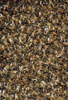Honey Bee, Apis mellifera, bees on wild honey cone, Welder Wildlife Refuge, Sinton Honey Bee, Apis mellifera, bees on wild honey cone, Welder Wildlife Refuge, Sinton