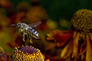 Honey Bee flying over flowers (Apis mellifera) Honey Bee flying over flowers (Apis mellifera)