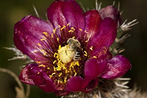 Honey Bee Pollinating Cactus Flower (Prickly Pear) Apis mellifera / Opuntia Honey Bee Pollinating Cactus Flower (Prickly Pear) Apis mellifera / Opuntia