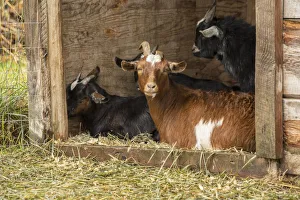 Hood River, Oregon, USA. Goats in their shelter during a rain Hood River, Oregon, USA. Goats in their shelter during a rain