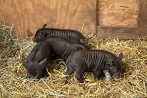 Hood River, Oregon, USA. Three piglets about two weeks old in their barn Hood River, Oregon, USA. Three piglets about two weeks old in their barn
