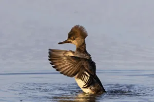Hooded merganser female flapping wings in wetland, Marion County, Illinois Hooded merganser female flapping wings in wetland, Marion County, Illinois