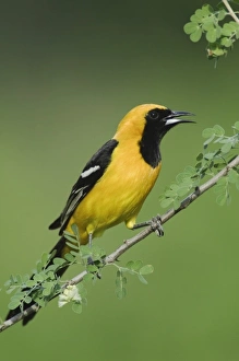Hooded Oriole, Icterus cucullatus, male calling on Catclaw (Acacia greggii) Hooded Oriole, Icterus cucullatus, male calling on Catclaw (Acacia greggii)