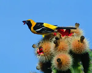 Hooded Oriole, male, eating cactus blossum fruit Hooded Oriole, male, eating cactus blossum fruit