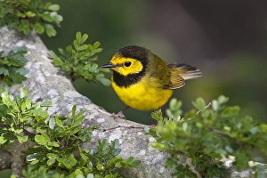Hooded Warbler (Wilsonia citrina) perched in blackbrush shrub, s. Texas Hooded Warbler (Wilsonia citrina) perched in blackbrush shrub, s. Texas
