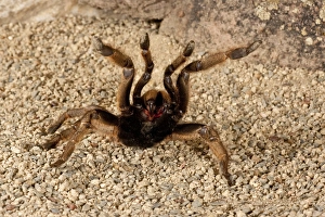Horned Baboon Spider Ceratogyrus brachycephalus Native to Southern Africa Horned Baboon Spider Ceratogyrus brachycephalus Native to Southern Africa