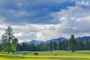 Horses graze in pasture near Whitefish, Montana, USA Horses graze in pasture near Whitefish, Montana, USA
