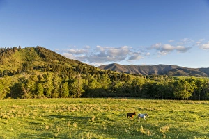 Horses in pasture in the foothills of the Highwood Mountains in Choteau, County, Montana Horses in pasture in the foothills of the Highwood Mountains in Choteau, County, Montana