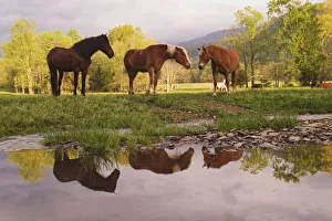 Great Smoky Mountains Landscape Prints: Horses reflected