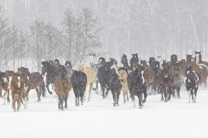 Horses during winter roundup, Kalispell, Montana Horses during winter roundup, Kalispell, Montana