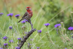 House Finch (Carpodacus mexicanus) male perched House Finch (Carpodacus mexicanus) male perched