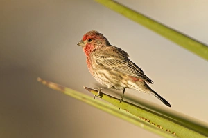 House Finch (Carpodacus mexicanus) perched in yucca, west Texas House Finch (Carpodacus mexicanus) perched in yucca, west Texas
