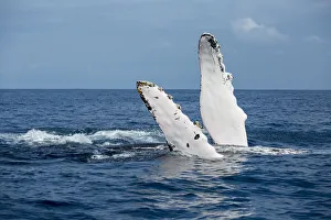 A humback whale floats on its back while displaying its pectoral fins on the surface of blue water of the Silver Bank A humback whale floats on its back while displaying its pectoral fins on the surface of blue water of the Silver Bank