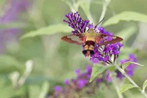Hummingbird Clearwing (Hemaris thysbe) on Butterfly Bush (Buddleja davidii), Marion County Hummingbird Clearwing (Hemaris thysbe) on Butterfly Bush (Buddleja davidii), Marion County