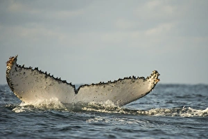 Humpback Whale (Megaptera novaeangliae) Sardine run, Eastern Cape, SOUTH AFRICA Humpback Whale (Megaptera novaeangliae) Sardine run, Eastern Cape, SOUTH AFRICA