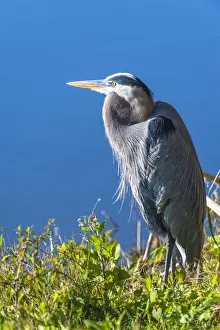 A hunched Great Blue Heron by the side of deep blue water, standing in brush A hunched Great Blue Heron by the side of deep blue water, standing in brush