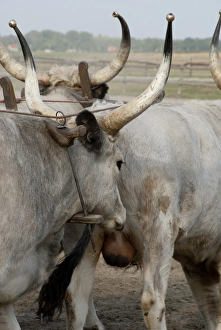 Hungary, Kalocsa. Traditional Hungarian ranch. Hungarian grey cattle, unique local breed Hungary, Kalocsa. Traditional Hungarian ranch. Hungarian grey cattle, unique local breed