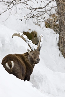 Ibex (Capra ibex) in fresh deep snow, face and horn covered with snow Ibex (Capra ibex) in fresh deep snow, face and horn covered with snow