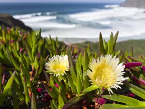 Ice plant or Hottentot-fig, highway ice pant, pigface (Carpobrotus edulis) at the Costa Vicentina Ice plant or Hottentot-fig, highway ice pant, pigface (Carpobrotus edulis) at the Costa Vicentina