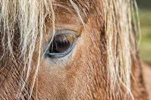 Iceland. Close-up of eye and head of Icelandic horse Iceland. Close-up of eye and head of Icelandic horse