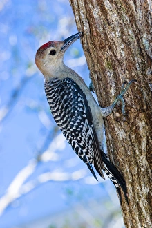 An immature red-bellied woodpecker arrives back on Sanibel Island, Florida in 2004 An immature red-bellied woodpecker arrives back on Sanibel Island, Florida in 2004