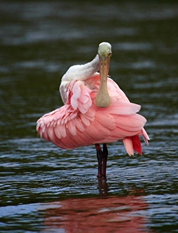 Immature Roseate Spoonbill preening (Ajaia ajaja) Ding Darling NWR, Florida Immature Roseate Spoonbill preening (Ajaia ajaja) Ding Darling NWR, Florida