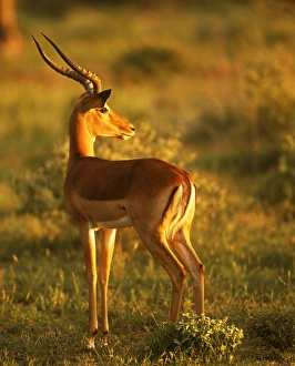 Impala (aepyceros melampus) In Late Afternoon Sun. Good eye highlight Impala (aepyceros melampus) In Late Afternoon Sun. Good eye highlight