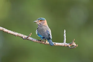 India, Madhya Pradesh, Kanha National Park. Portrait of an Indian roller perched on a India, Madhya Pradesh, Kanha National Park. Portrait of an Indian roller perched on a