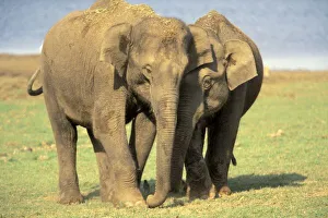 Asian Elephant Herd Prints: India, Nagarhole