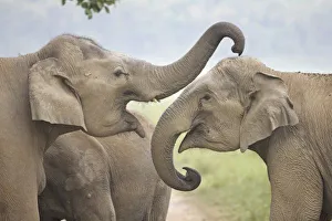 Corbett National Park Animals Prints: Indian / Asian