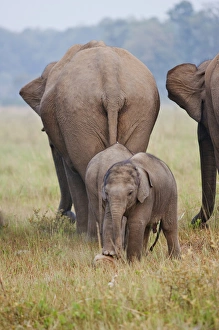 Indian / Asian Elephant, mother and calves, Corbett National Park, India Indian / Asian Elephant, mother and calves, Corbett National Park, India