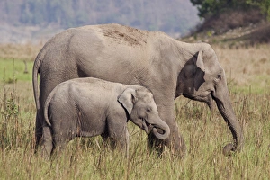Indian / Asian Elephant and young one, Corbett National Park, India Indian / Asian Elephant and young one, Corbett National Park, India