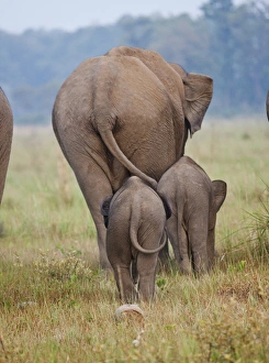 Indian / Asian Elephant and young ones, Corbett National Park, India Indian / Asian Elephant and young ones, Corbett National Park, India