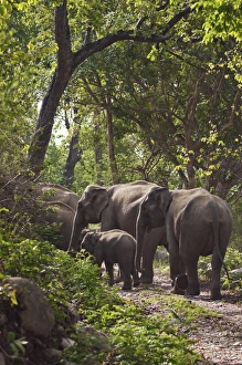 Indian / Asian Elephants in the Sal forest, Corbett National Park, India Indian / Asian Elephants in the Sal forest, Corbett National Park, India