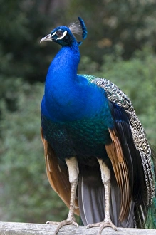 Indian Blue Peacock at the Los Angeles County Arboretum and Botanical Garden in Arcadia Indian Blue Peacock at the Los Angeles County Arboretum and Botanical Garden in Arcadia