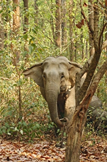 Indian Elephant coming out of Sal forest, Corbett National Park, India Indian Elephant coming out of Sal forest, Corbett National Park, India