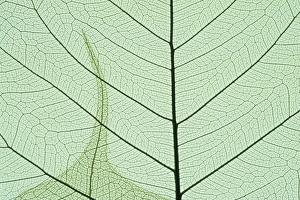 Indian Fig, (Ficus religiosa), or Peepal, close-up leaf detail, popular medicinal Indian Fig, (Ficus religiosa), or Peepal, close-up leaf detail, popular medicinal