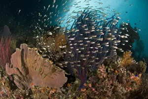 Images Dated 29th December 2007: Indian Ocean, Indonesia, Raja Ampat. Reef panorama with corals and glassy cardinalfish
