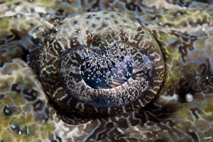 Indian Ocean, Indonesia, Sulawesi Island, Lembeh Straits Indian Ocean, Indonesia, Sulawesi Island, Lembeh Straits