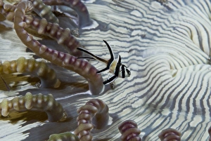 Indian Ocean, Indonesia, Sulawesi, Lembeh Straits Indian Ocean, Indonesia, Sulawesi, Lembeh Straits