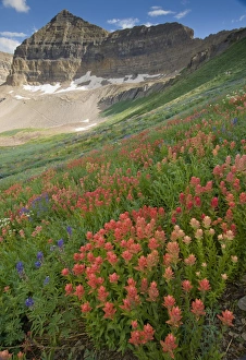 Indian Paintbrush, (Castilleja sp.) and Lupine, Mount Timpanogas in distance, Mount Indian Paintbrush, (Castilleja sp.) and Lupine, Mount Timpanogas in distance, Mount