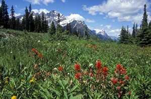 Indian Paintbrush in field near Peyto Lake in Banff National Park, Canada Indian Paintbrush in field near Peyto Lake in Banff National Park, Canada