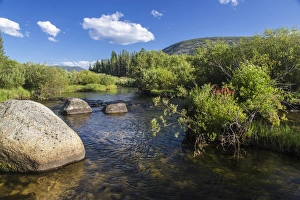 Indian paintbrush grows in the middle of Wise River in the Pioneer Mountains in the Indian paintbrush grows in the middle of Wise River in the Pioneer Mountains in the
