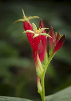 Indian Pink in flower, Spigelia marilandica, Florida wildflower Indian Pink in flower, Spigelia marilandica, Florida wildflower