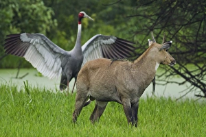 Indian Saras Crane, chasing away the Bluebull, Keoladeo National Park, India Indian Saras Crane, chasing away the Bluebull, Keoladeo National Park, India