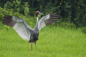 Indian Saras Crane, stretching wings, Keoladeo National Park, India Indian Saras Crane, stretching wings, Keoladeo National Park, India
