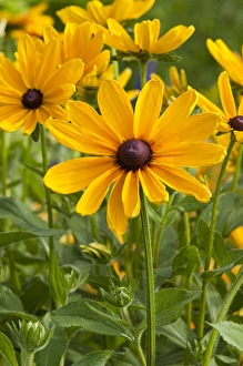 Indian Summer Black-eyed Susan (Rudbeckia hirta aAAIndian SummeraAA) Marion Co. IL Indian Summer Black-eyed Susan (Rudbeckia hirta aAAIndian SummeraAA) Marion Co. IL